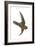 Chestnut-Collared Swift (Cypseloides Rutilus), Birds-Encyclopaedia Britannica-Framed Art Print