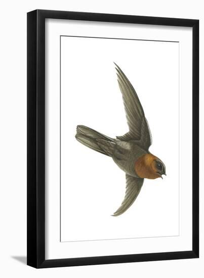 Chestnut-Collared Swift (Cypseloides Rutilus), Birds-Encyclopaedia Britannica-Framed Art Print