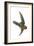 Chestnut-Collared Swift (Cypseloides Rutilus), Birds-Encyclopaedia Britannica-Framed Art Print