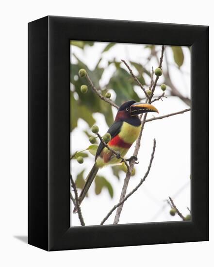 Chestnut-Eared Aracari Feeding on Fruits at Iguacu National Park, Brazil-Alex Saberi-Framed Premier Image Canvas