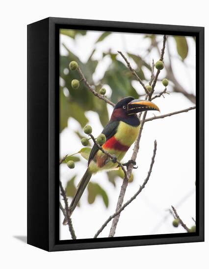 Chestnut-Eared Aracari Feeding on Fruits at Iguacu National Park, Brazil-Alex Saberi-Framed Premier Image Canvas