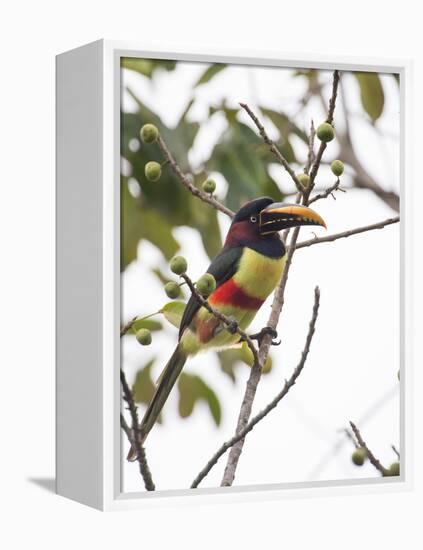 Chestnut-Eared Aracari Feeding on Fruits at Iguacu National Park, Brazil-Alex Saberi-Framed Premier Image Canvas