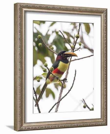 Chestnut-Eared Aracari Feeding on Fruits at Iguacu National Park, Brazil-Alex Saberi-Framed Photographic Print