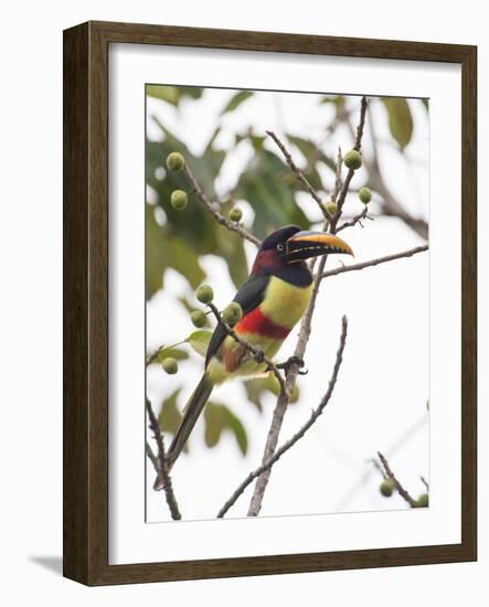 Chestnut-Eared Aracari Feeding on Fruits at Iguacu National Park, Brazil-Alex Saberi-Framed Photographic Print