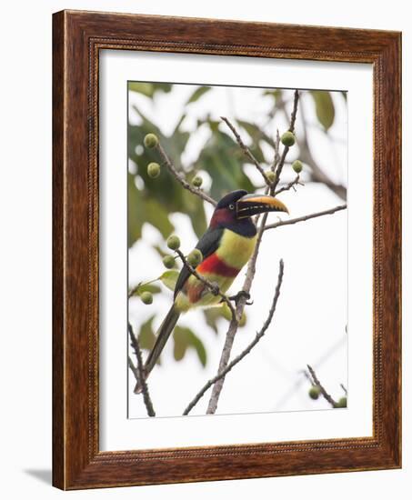 Chestnut-Eared Aracari Feeding on Fruits at Iguacu National Park, Brazil-Alex Saberi-Framed Photographic Print