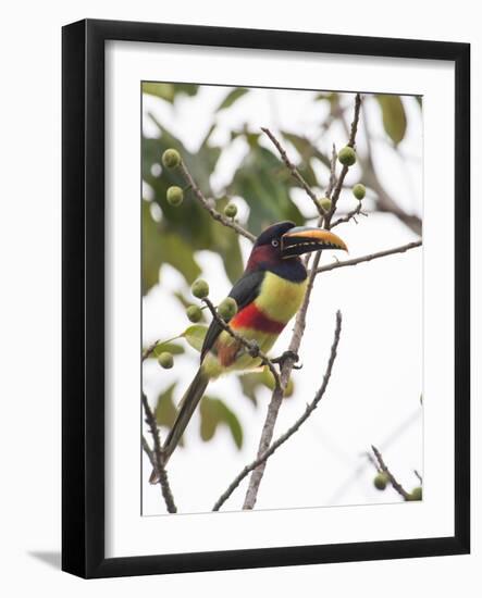 Chestnut-Eared Aracari Feeding on Fruits at Iguacu National Park, Brazil-Alex Saberi-Framed Photographic Print