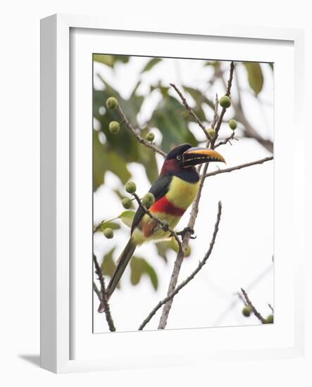 Chestnut-Eared Aracari Feeding on Fruits at Iguacu National Park, Brazil-Alex Saberi-Framed Photographic Print