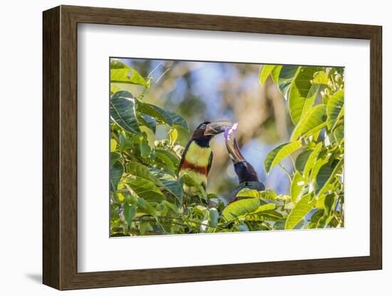 Chestnut-Eared Aracari (Pteroglossus Castanotis), Misiones, Argentina-Michael Nolan-Framed Photographic Print