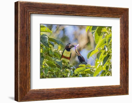 Chestnut-Eared Aracari (Pteroglossus Castanotis), Misiones, Argentina-Michael Nolan-Framed Photographic Print