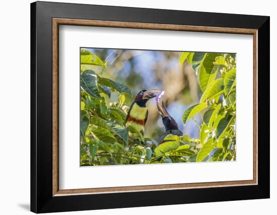 Chestnut-Eared Aracari (Pteroglossus Castanotis), Misiones, Argentina-Michael Nolan-Framed Photographic Print