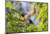 Chestnut-Eared Aracari (Pteroglossus Castanotis), Misiones, Argentina-Michael Nolan-Mounted Photographic Print