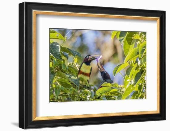 Chestnut-Eared Aracari (Pteroglossus Castanotis), Misiones, Argentina-Michael Nolan-Framed Photographic Print