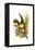 Chestnut Eared Aracari-John Gould-Framed Stretched Canvas