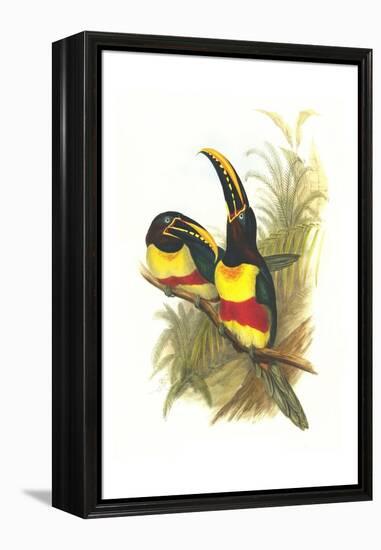 Chestnut Eared Aracari-John Gould-Framed Stretched Canvas