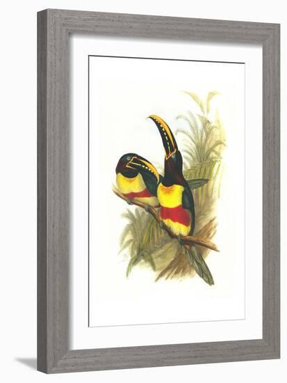 Chestnut Eared Aracari-John Gould-Framed Art Print