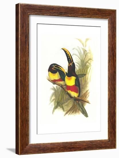 Chestnut Eared Aracari-John Gould-Framed Art Print