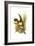 Chestnut Eared Aracari-John Gould-Framed Art Print