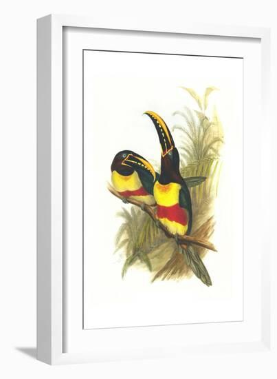 Chestnut Eared Aracari-John Gould-Framed Art Print