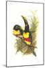 Chestnut Eared Aracari-John Gould-Mounted Art Print