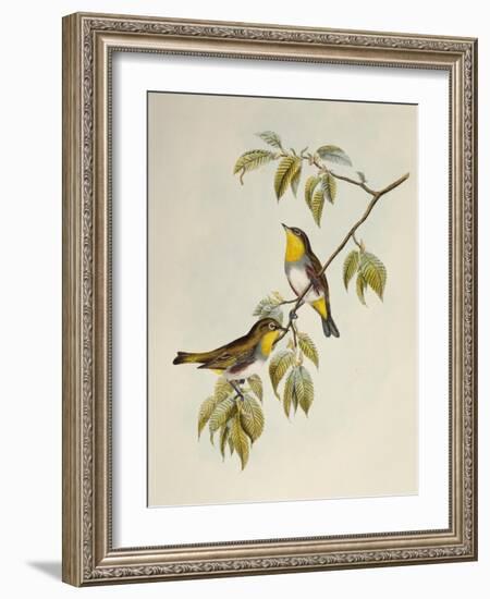 Chestnut-Flanked White-Eye (Zosterops Erythropleurus)-John Gould-Framed Giclee Print