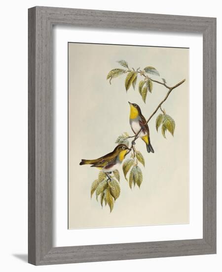 Chestnut-Flanked White-Eye (Zosterops Erythropleurus)-John Gould-Framed Giclee Print