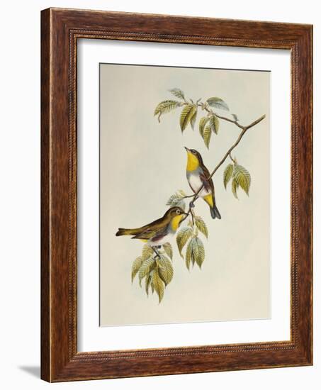 Chestnut-Flanked White-Eye (Zosterops Erythropleurus)-John Gould-Framed Giclee Print