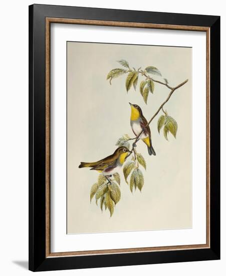 Chestnut-Flanked White-Eye (Zosterops Erythropleurus)-John Gould-Framed Giclee Print