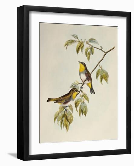 Chestnut-Flanked White-Eye (Zosterops Erythropleurus)-John Gould-Framed Giclee Print