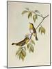 Chestnut-Flanked White-Eye (Zosterops Erythropleurus)-John Gould-Mounted Giclee Print