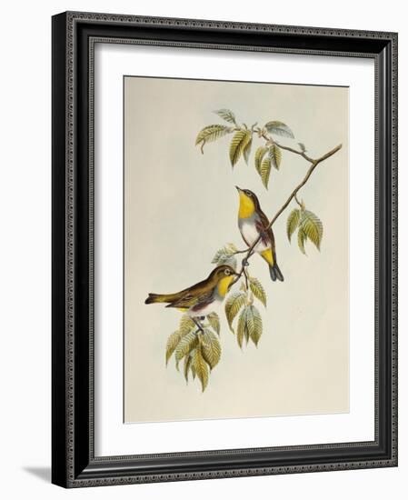 Chestnut-Flanked White-Eye (Zosterops Erythropleurus)-John Gould-Framed Giclee Print