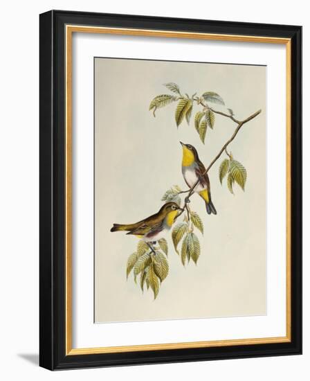 Chestnut-Flanked White-Eye (Zosterops Erythropleurus)-John Gould-Framed Giclee Print