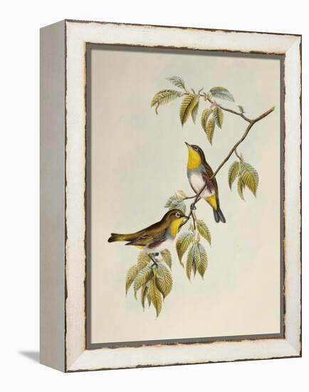 Chestnut-Flanked White-Eye (Zosterops Erythropleurus)-John Gould-Framed Premier Image Canvas