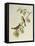 Chestnut-Flanked White-Eye (Zosterops Erythropleurus)-John Gould-Framed Premier Image Canvas