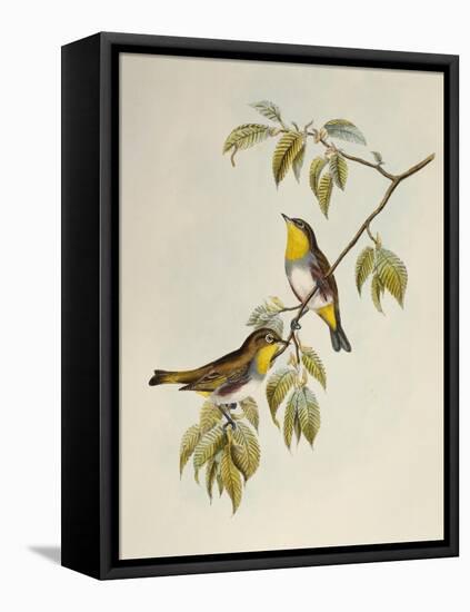 Chestnut-Flanked White-Eye (Zosterops Erythropleurus)-John Gould-Framed Premier Image Canvas