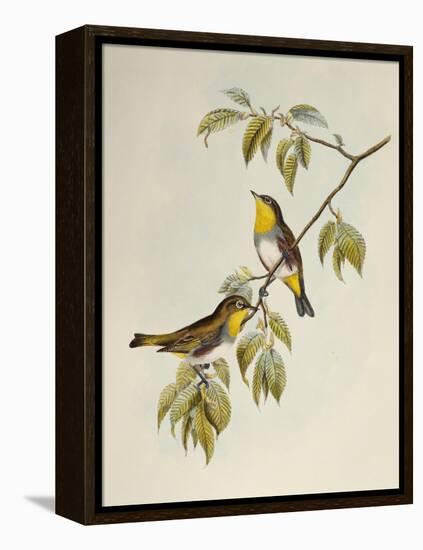 Chestnut-Flanked White-Eye (Zosterops Erythropleurus)-John Gould-Framed Premier Image Canvas