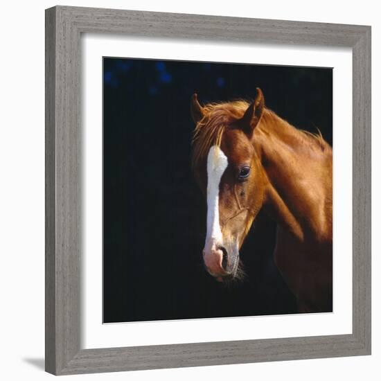 Chestnut Horse with White Blaze, Head Portrait-Jane Burton-Framed Photographic Print