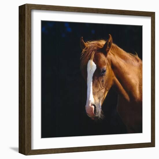 Chestnut Horse with White Blaze, Head Portrait-Jane Burton-Framed Photographic Print