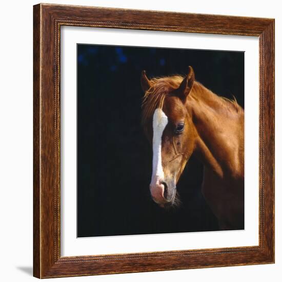 Chestnut Horse with White Blaze, Head Portrait-Jane Burton-Framed Photographic Print