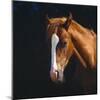 Chestnut Horse with White Blaze, Head Portrait-Jane Burton-Mounted Photographic Print