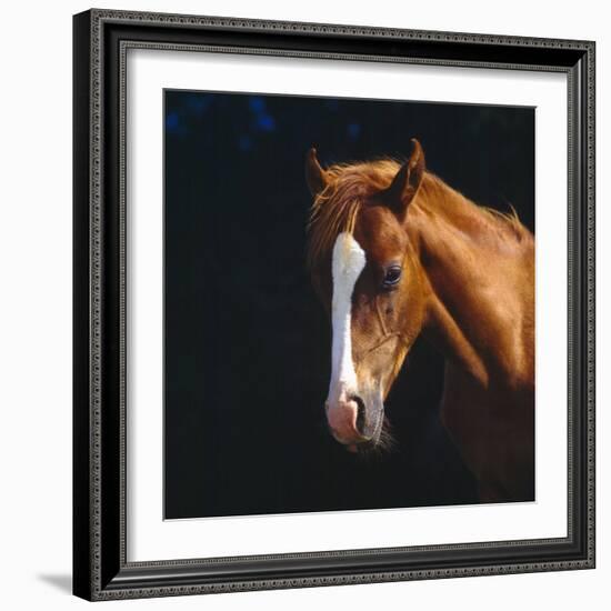 Chestnut Horse with White Blaze, Head Portrait-Jane Burton-Framed Photographic Print