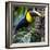 Chestnut-mandibled toucan or Swainsons toucan (Ramphastos ambiguous swainsonii), Sarapiqui, Cost...-Panoramic Images-Framed Photographic Print