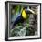 Chestnut-mandibled toucan or Swainsons toucan (Ramphastos ambiguous swainsonii), Sarapiqui, Cost...-Panoramic Images-Framed Photographic Print