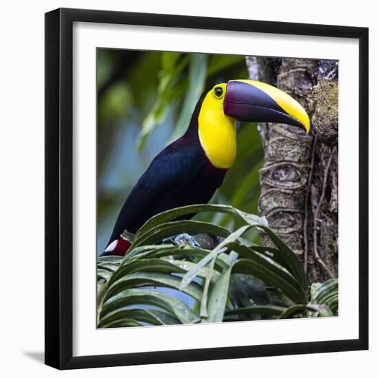 Chestnut-mandibled toucan or Swainsons toucan (Ramphastos ambiguous swainsonii), Sarapiqui, Cost...-Panoramic Images-Framed Photographic Print