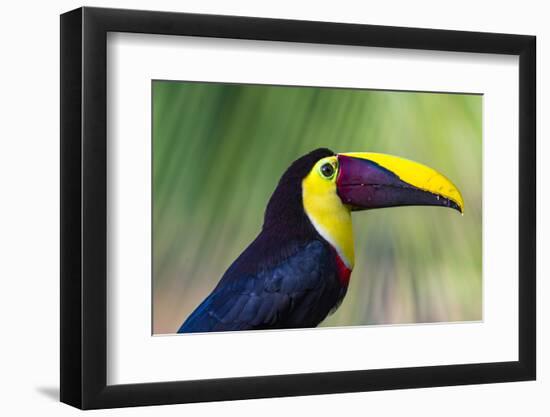 Chestnut-mandibled Toucan or Swainsons Toucan (Ramphastos ambiguus swainsonii), Costa Rica-Matthew Williams-Ellis-Framed Photographic Print