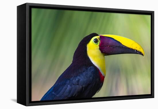 Chestnut-mandibled Toucan or Swainsons Toucan (Ramphastos ambiguus swainsonii), Costa Rica-Matthew Williams-Ellis-Framed Premier Image Canvas