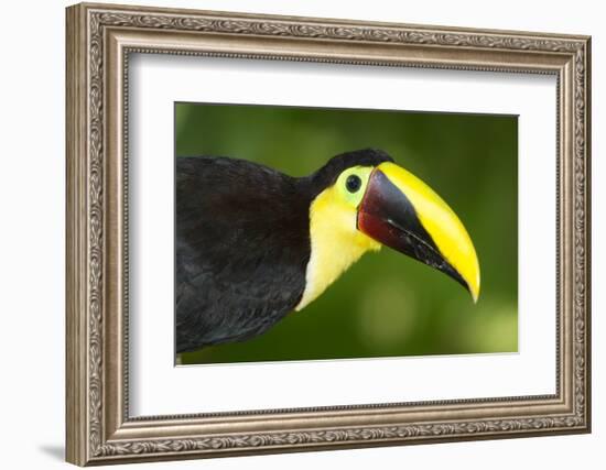 Chestnut-Mandibled Toucan-Mary Ann McDonald-Framed Photographic Print