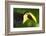 Chestnut-Mandibled Toucan-Mary Ann McDonald-Framed Photographic Print