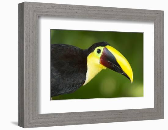 Chestnut-Mandibled Toucan-Mary Ann McDonald-Framed Photographic Print