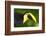 Chestnut-Mandibled Toucan-Mary Ann McDonald-Framed Photographic Print