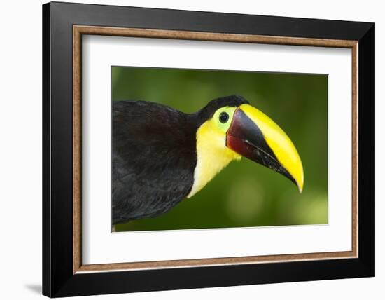 Chestnut-Mandibled Toucan-Mary Ann McDonald-Framed Photographic Print